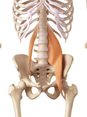 Release the Psoas Muscle