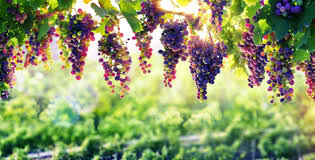 Vinyasa in the Vines