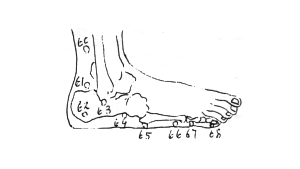 MERIDIANS and PRACTICE ~ The Bladder