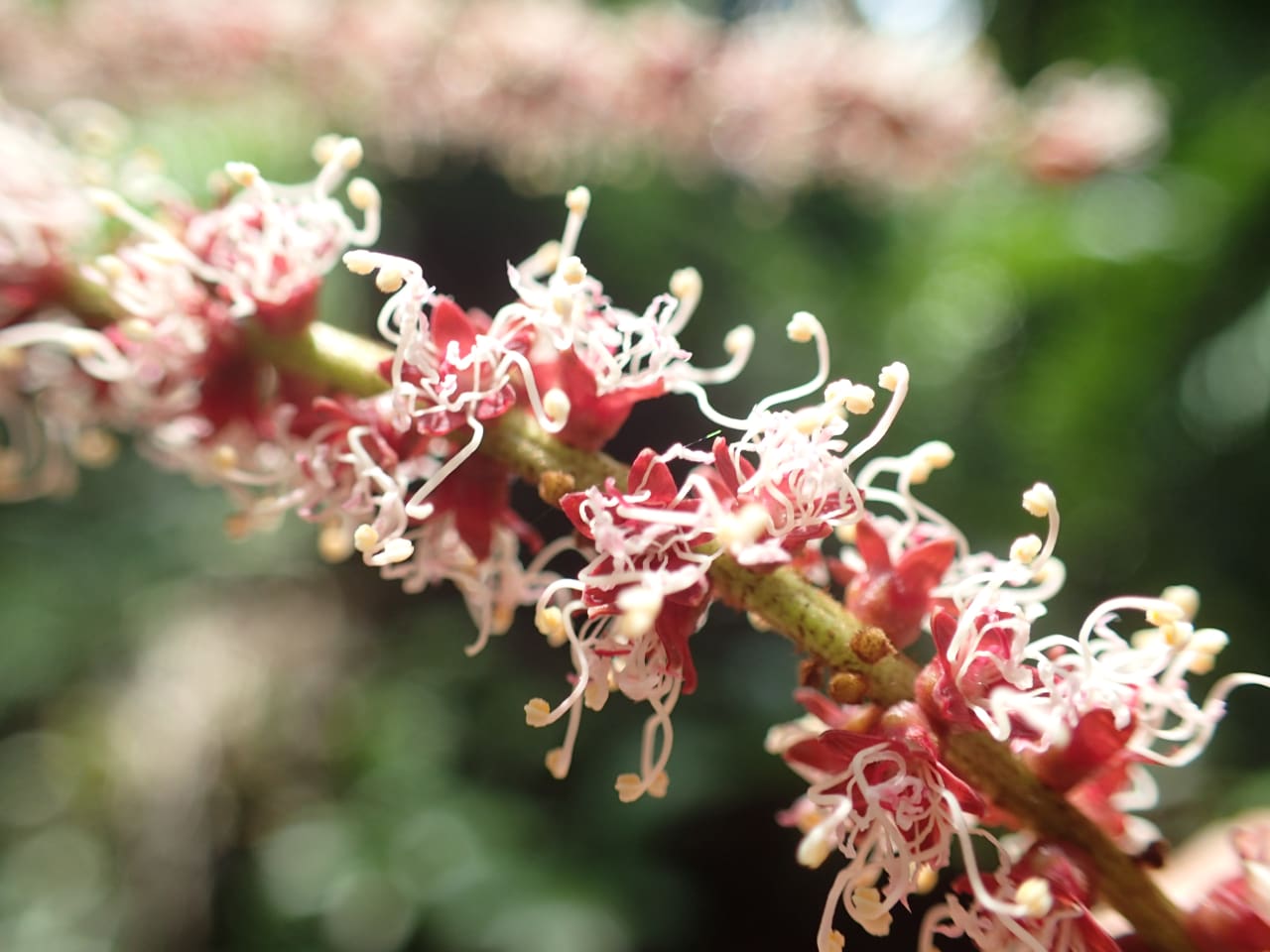 Pentacletra macrophylla (Fabaceae)