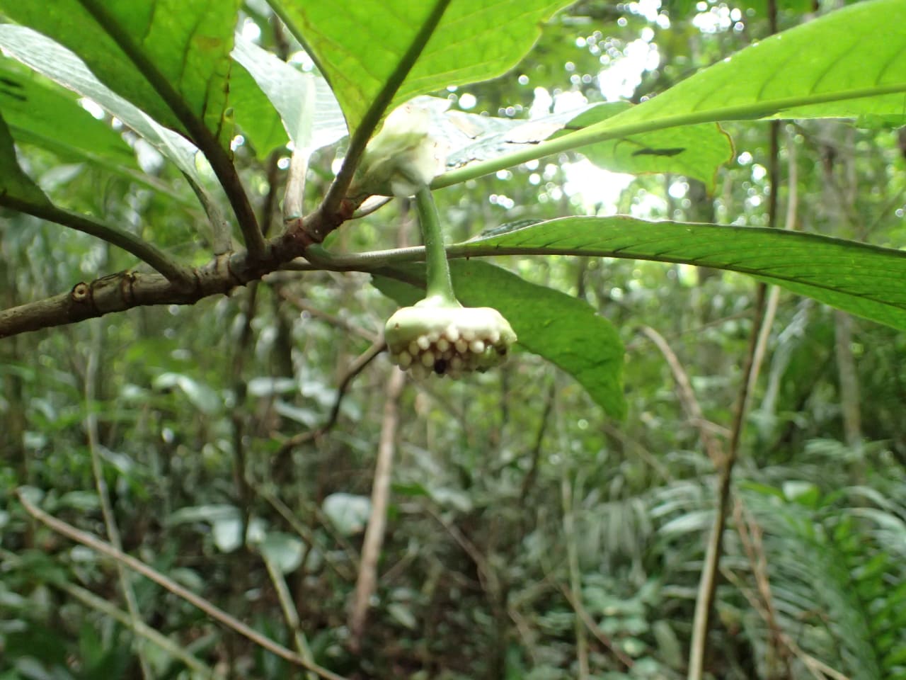 Psychotria peduncularis (Rubiaceae)