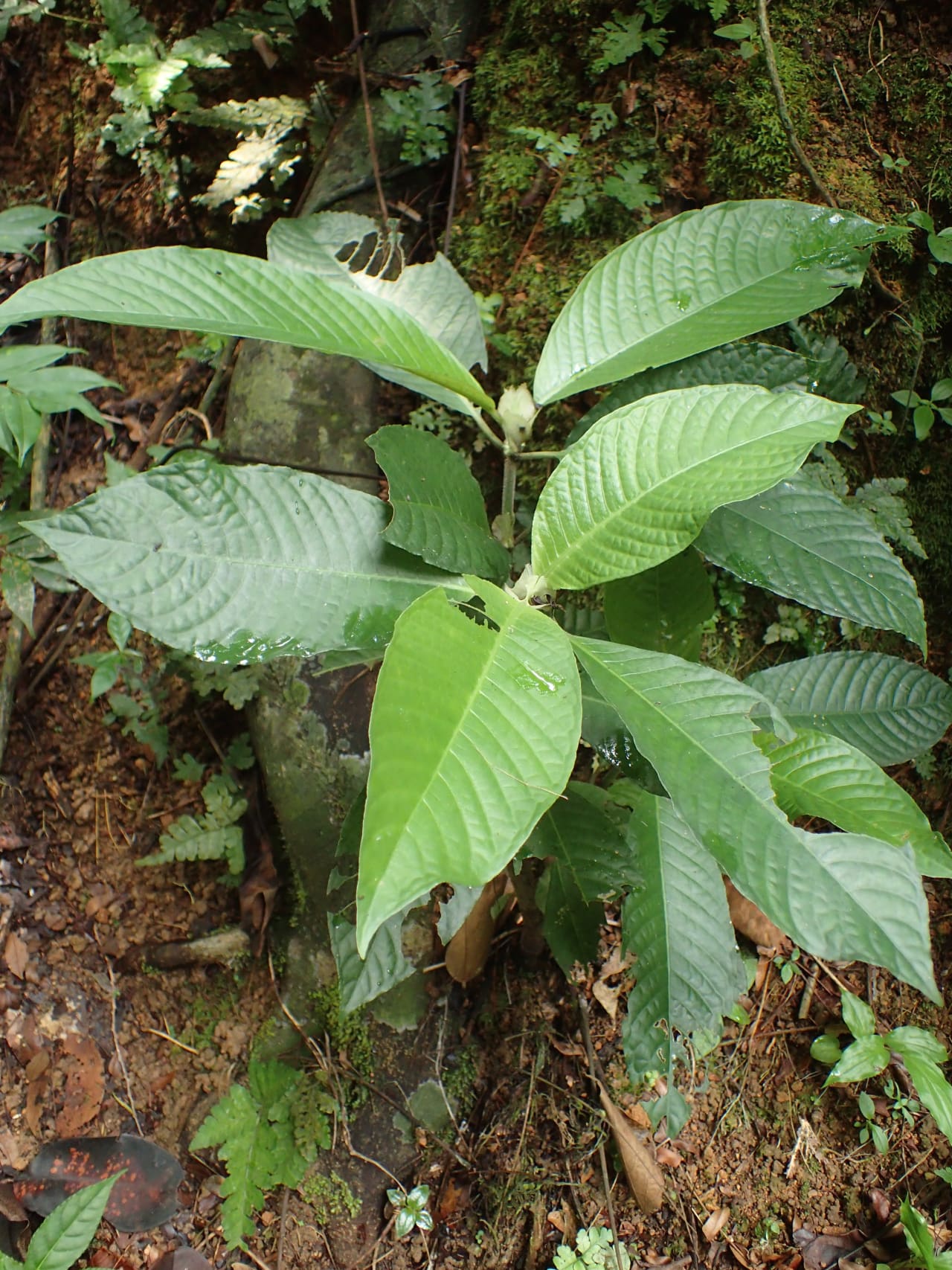 Psychotria peduncularis (Rubiaceae)