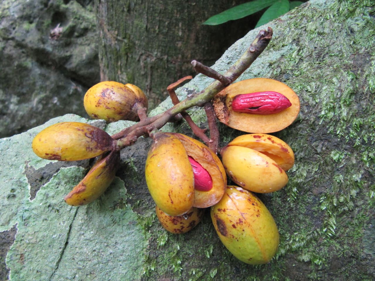 Pycnanthus angolenses (Myristicaceae)