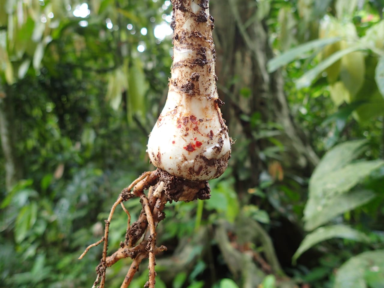 Crinum jagus (Amaryllidaceae)