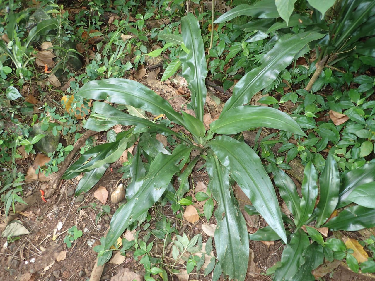 Crinum jagus (Amaryllidaceae)