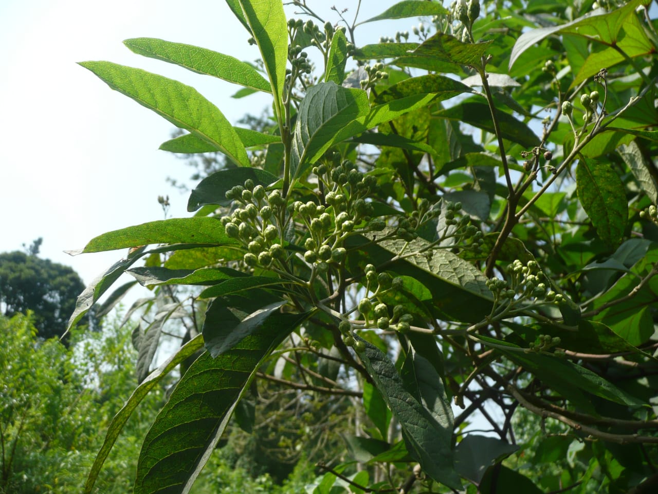 Cestrum laevigatum (Solanaceae)