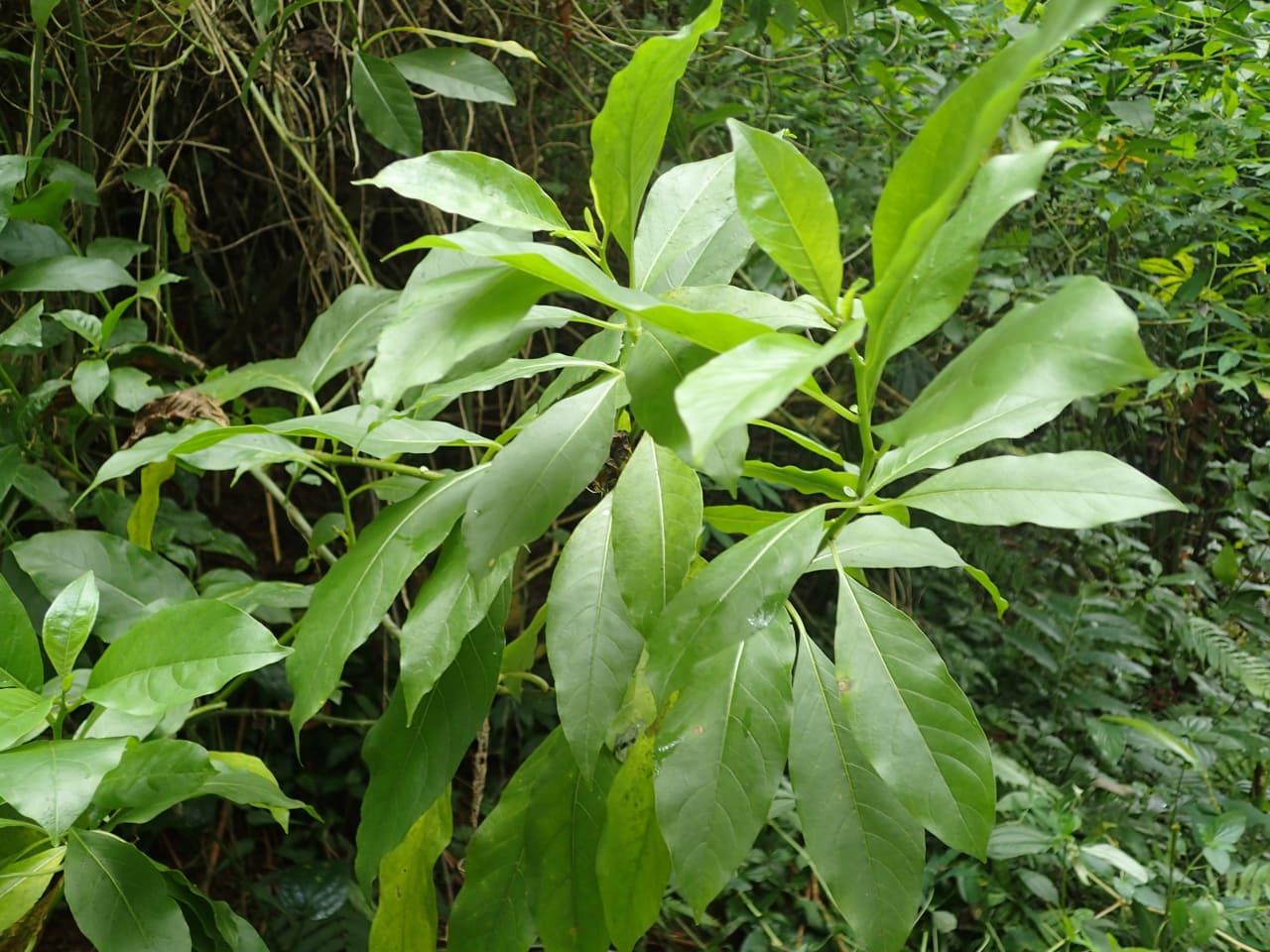 Cestrum laevigatum (Solanaceae)