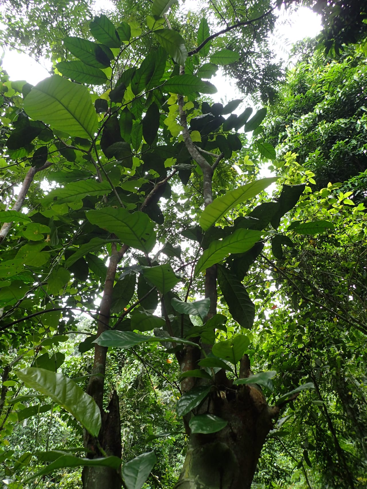 Treculia africana (Moraceae)