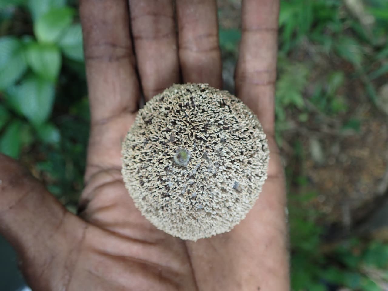 Treculia africana (Moraceae)