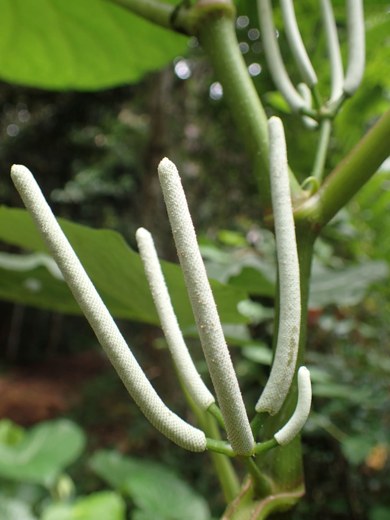 Piper umbellatum (Piperaceae)