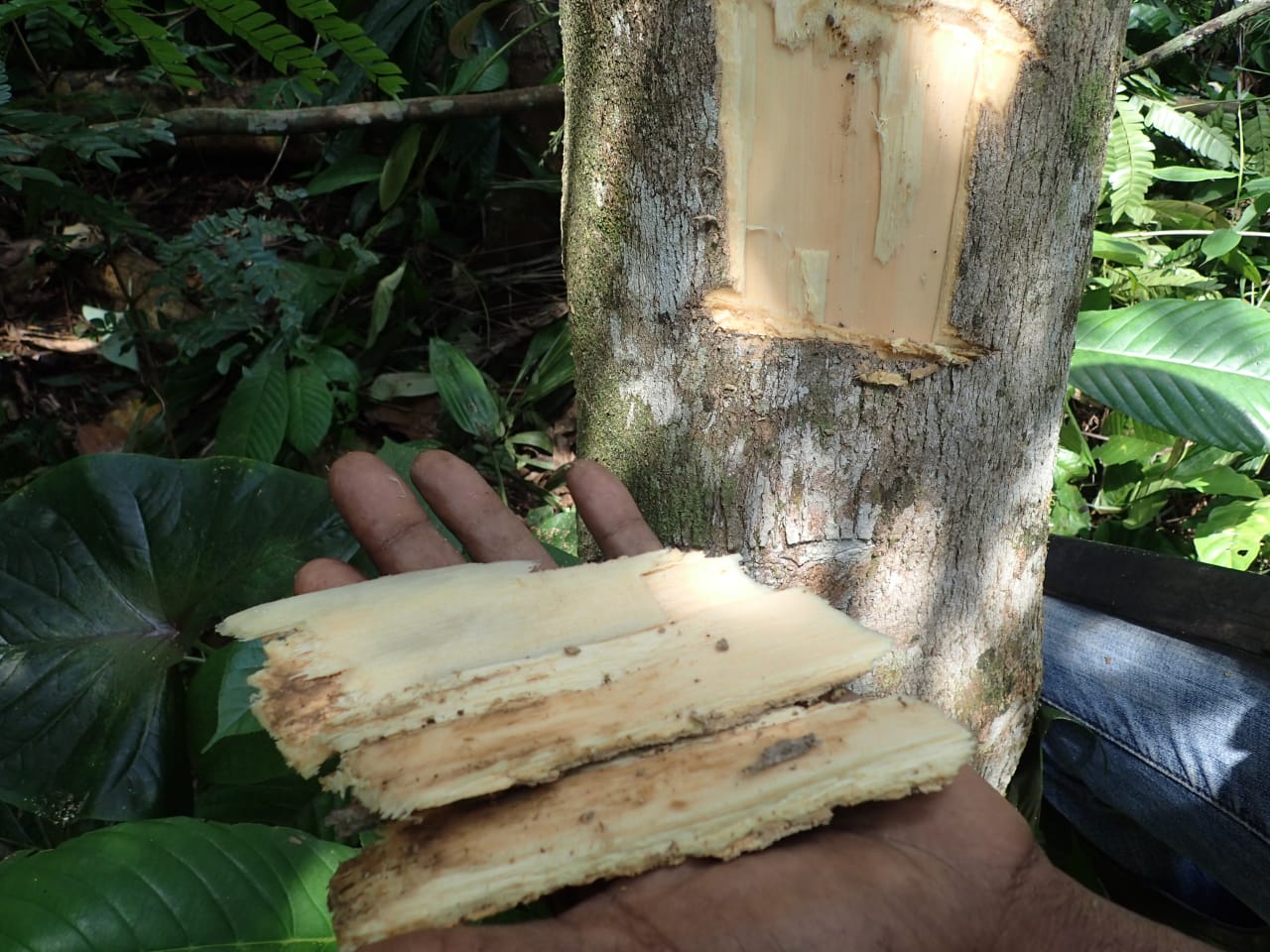 Pauridiantha floribunda (Rubiaceae)