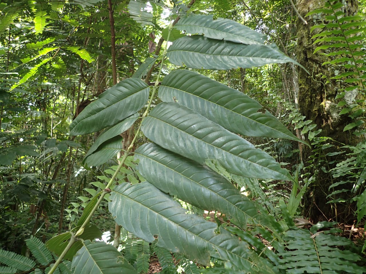 Pauridiantha floribunda (Rubiaceae)