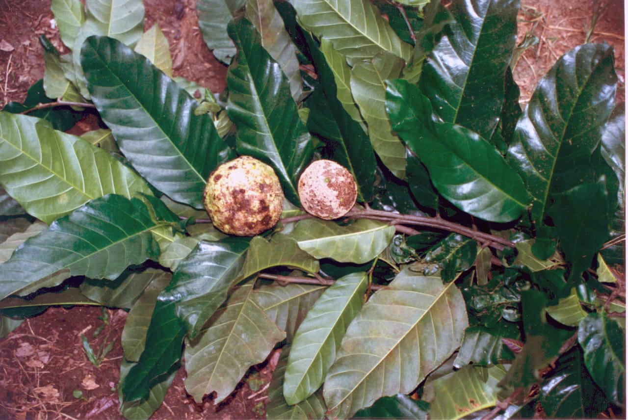 Treculia africana (Moraceae)