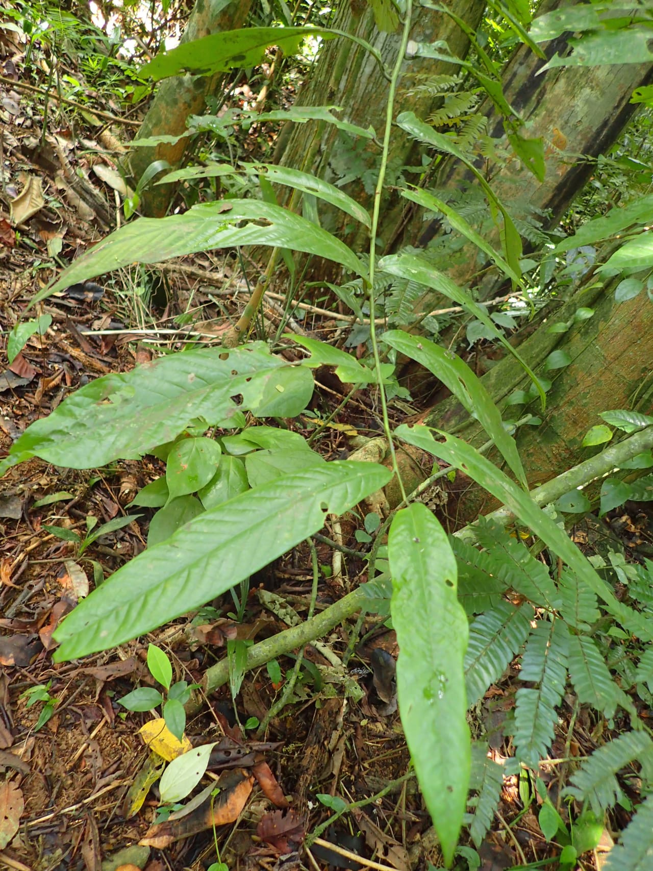 Pycnanthus angolenses (Myristicaceae)