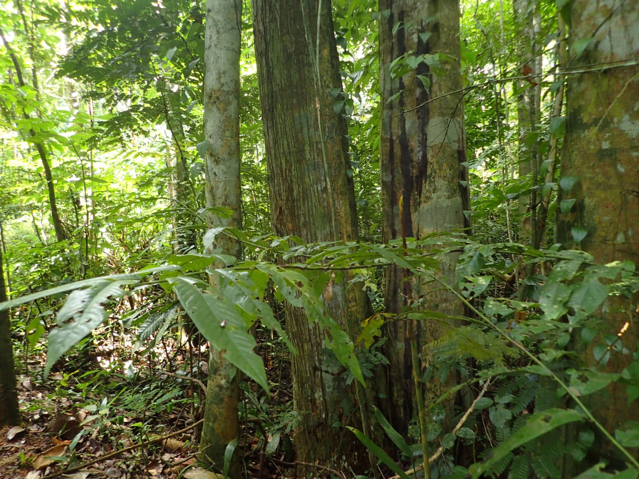 Pycnanthus angolenses (Myristicaceae)