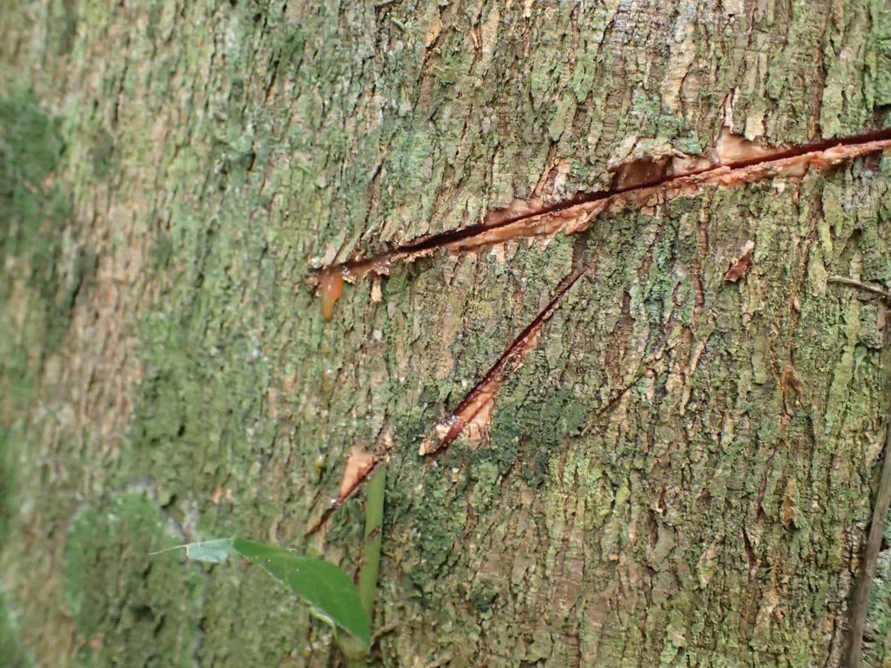 Pycnanthus angolenses (Myristicaceae)