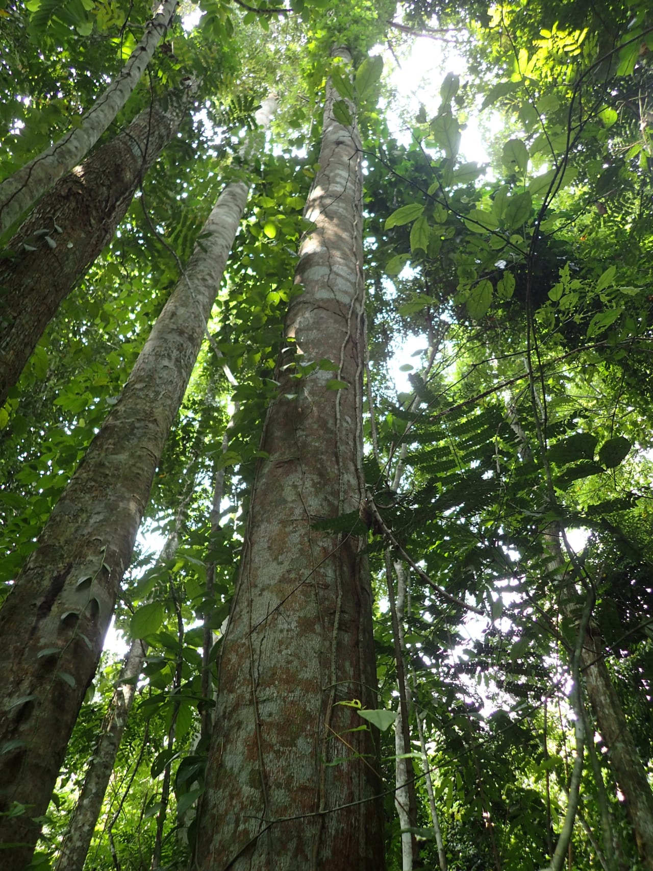 Pycnanthus angolenses (Myristicaceae)