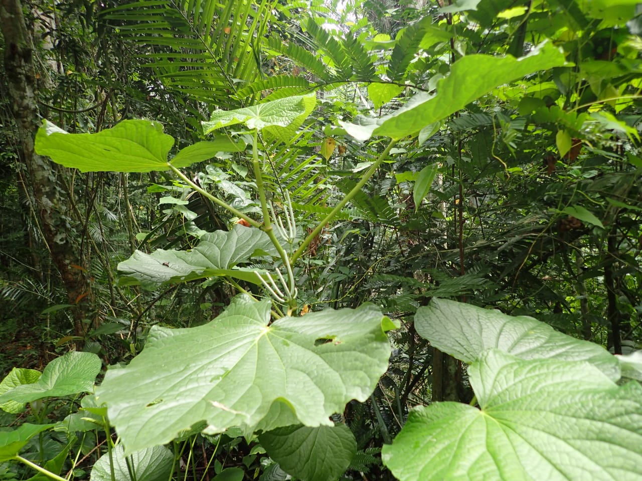 Piper umbellatum (Piperaceae)