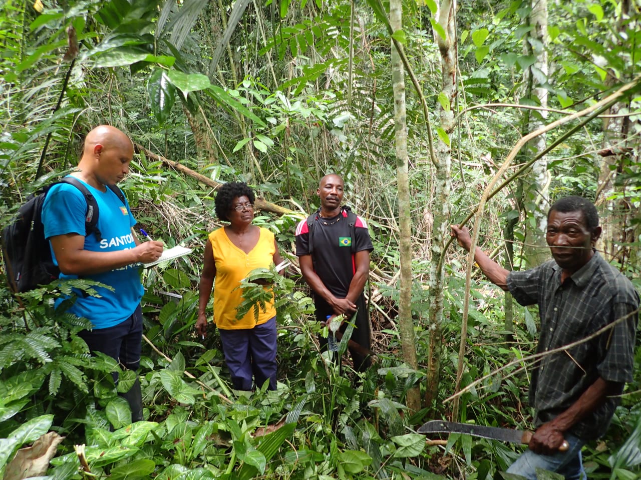 Rauvolfia caffra (Appocynaceae)