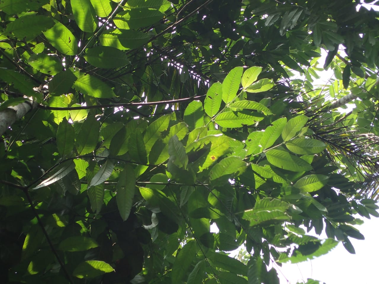 Pauridiantha floribunda (Rubiaceae)