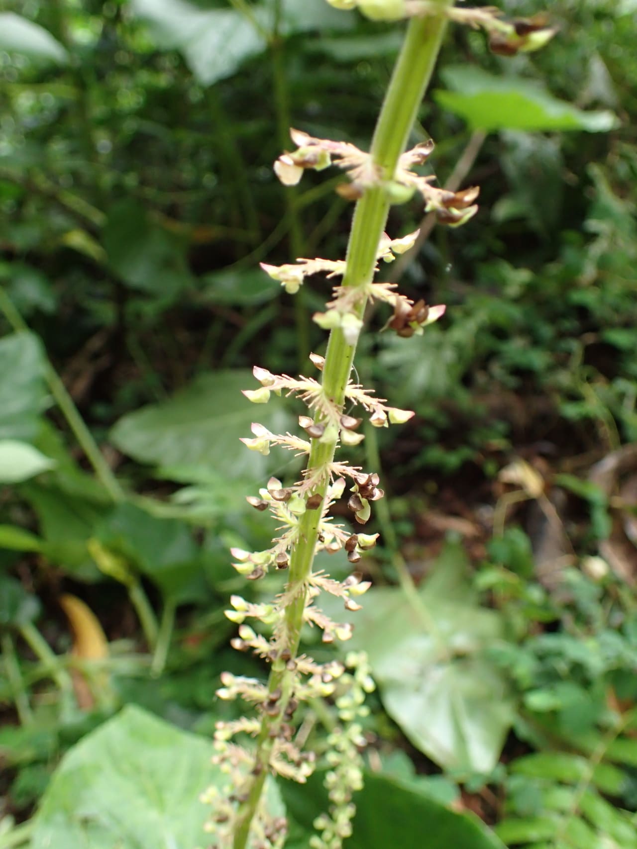Solenostemon monostachyus (Lamiaceae)