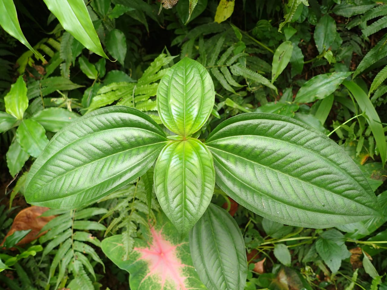 Tristemma litoralle (Melastomataceae)