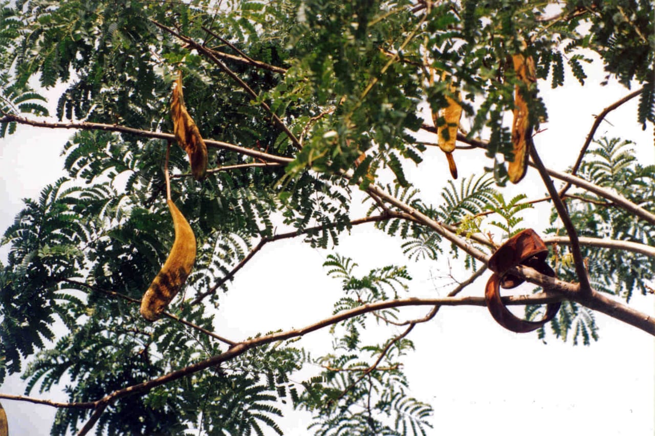Pentacletra macrophylla (Fabaceae)