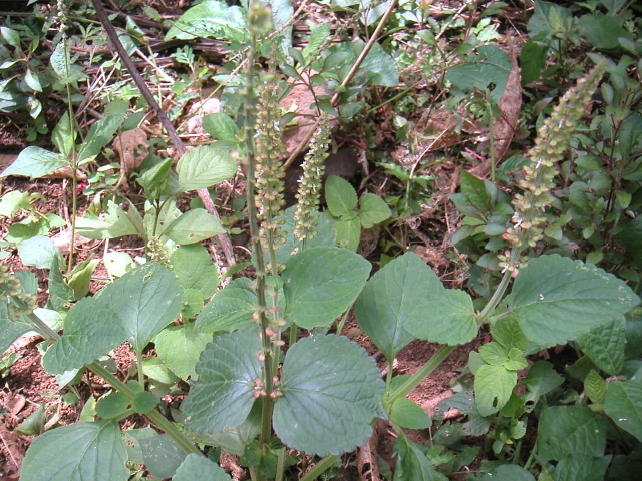 Solenostemon monostachyus (Lamiaceae)