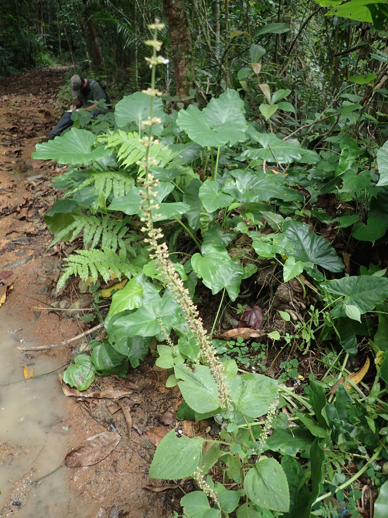 Solenostemon monostachyus (Lamiaceae)