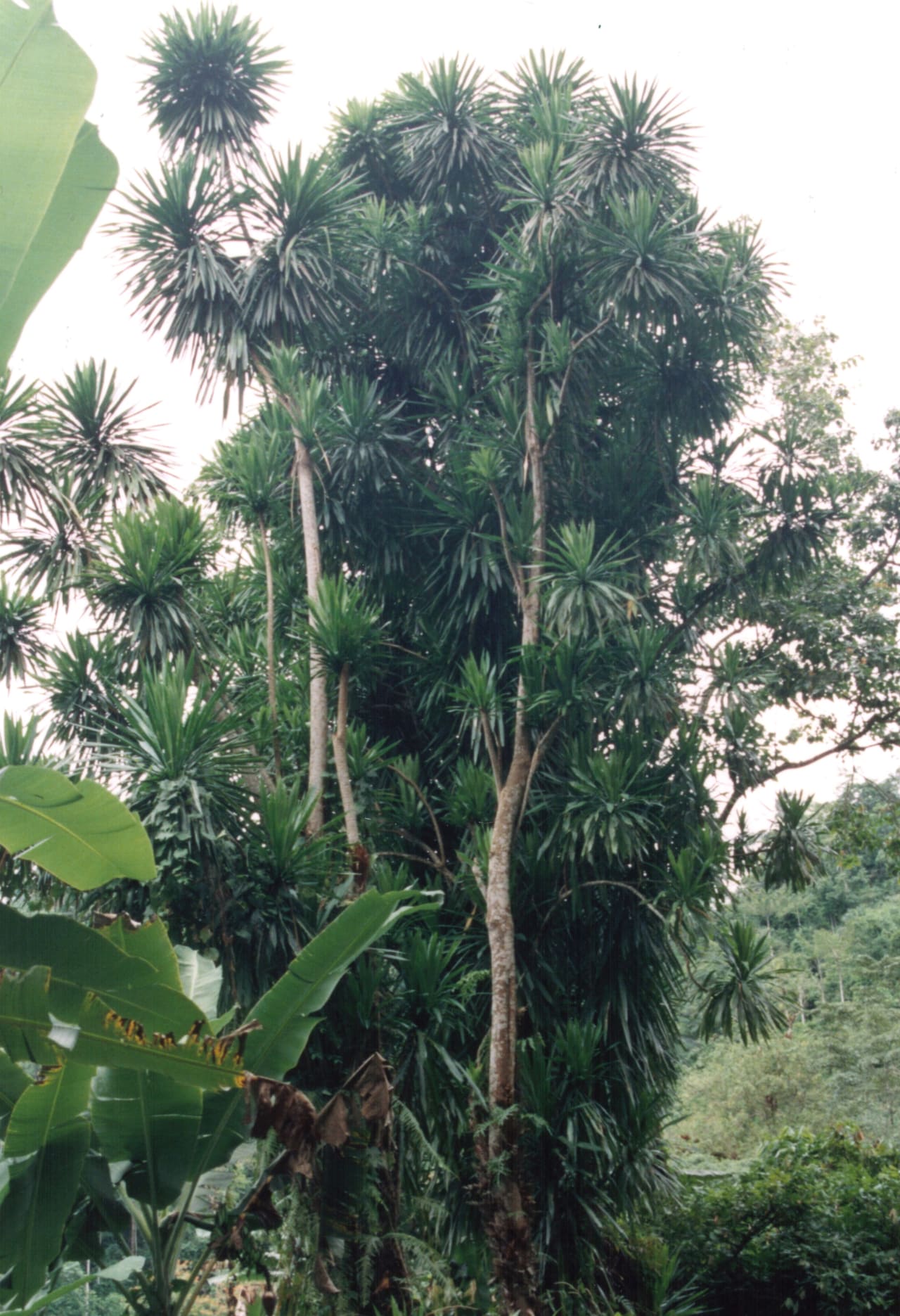 Dracaena arborea (Asparagaceae)