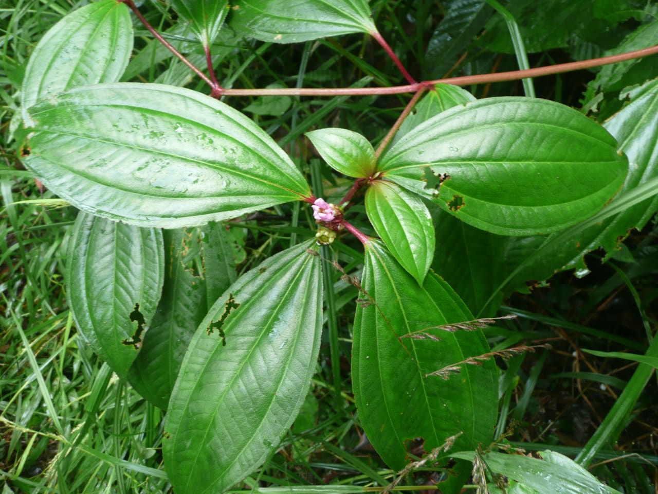 Tristemma litoralle (Melastomataceae)