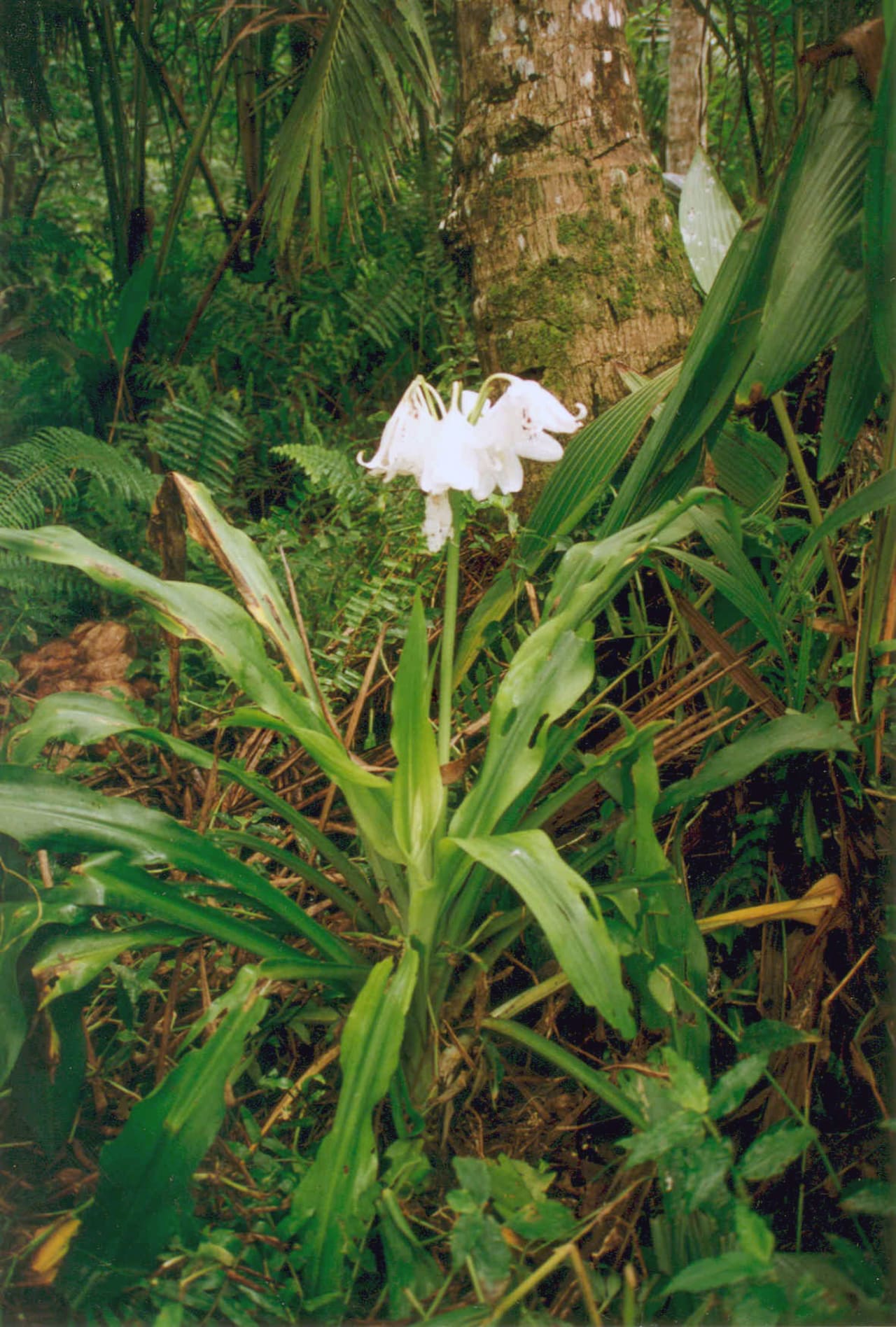 Crinum jagus (Amaryllidaceae)