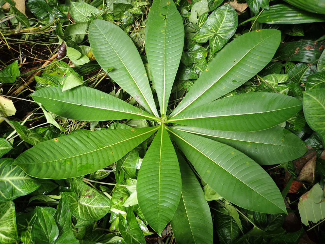 Rauvolfia caffra (Appocynaceae)