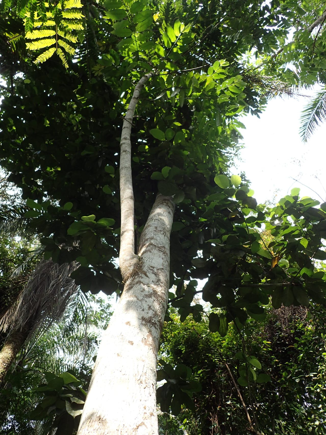 Pauridiantha floribunda (Rubiaceae)