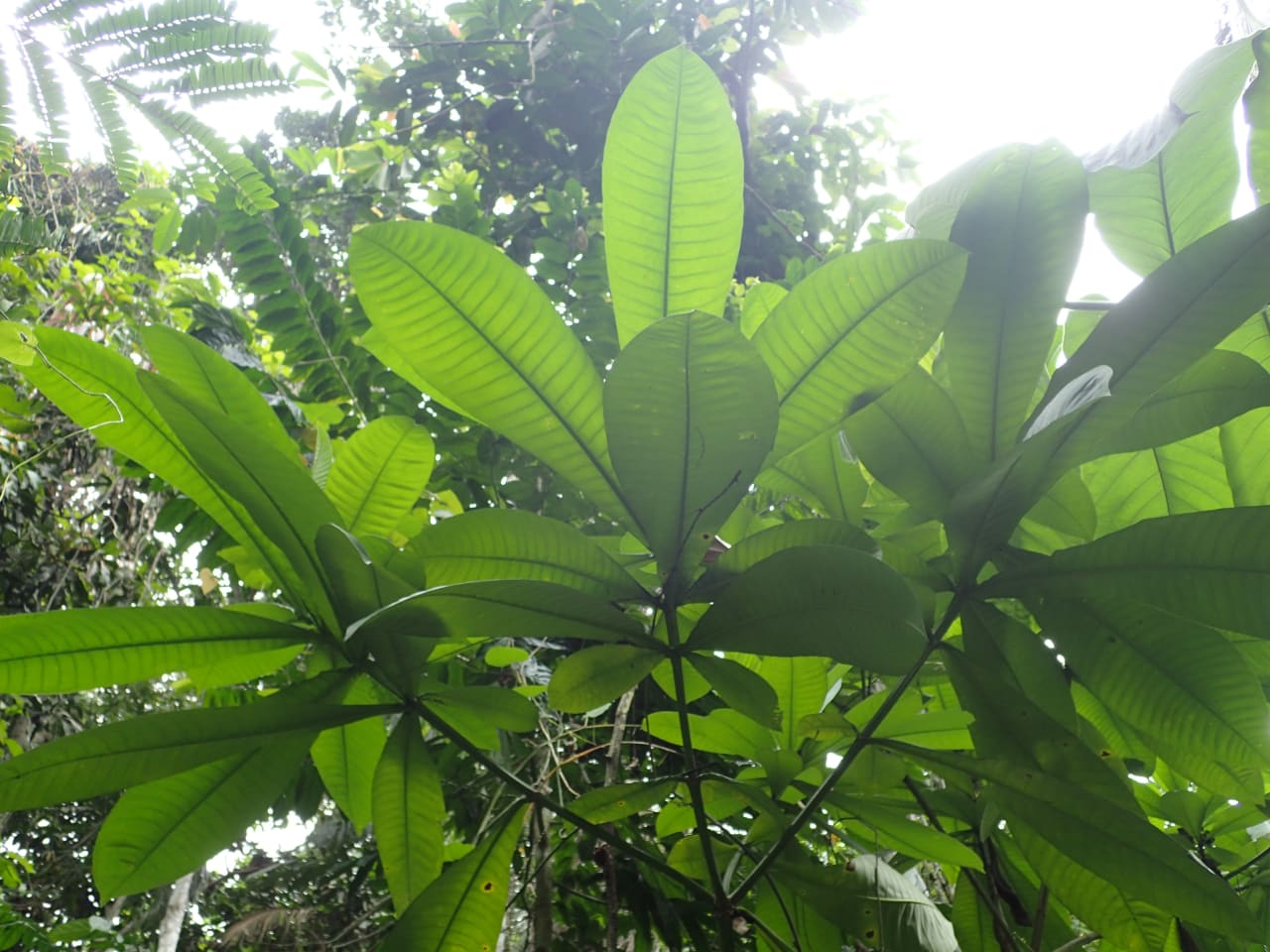 Rauvolfia caffra (Appocynaceae)