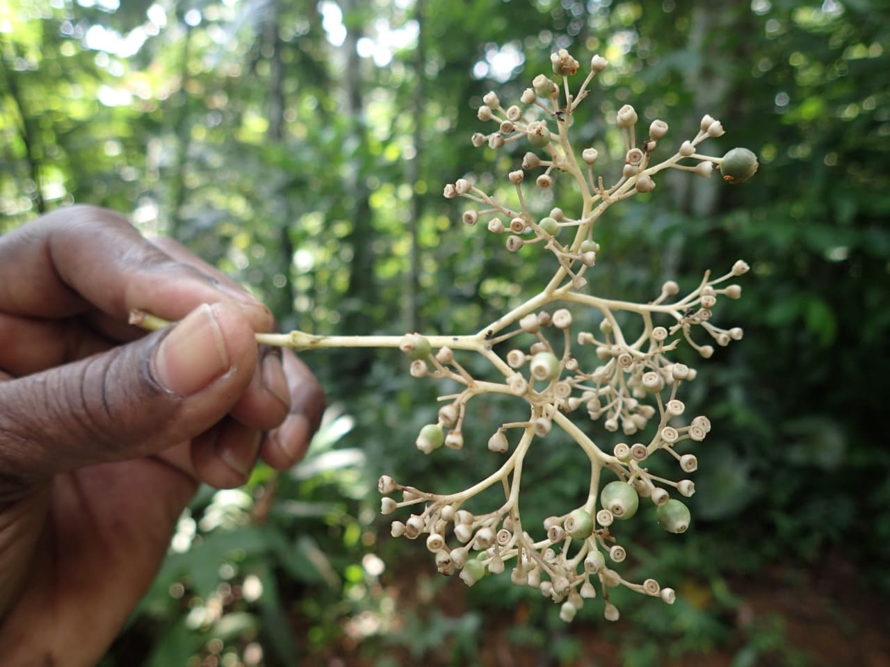 Pauridiantha floribunda (Rubiaceae)