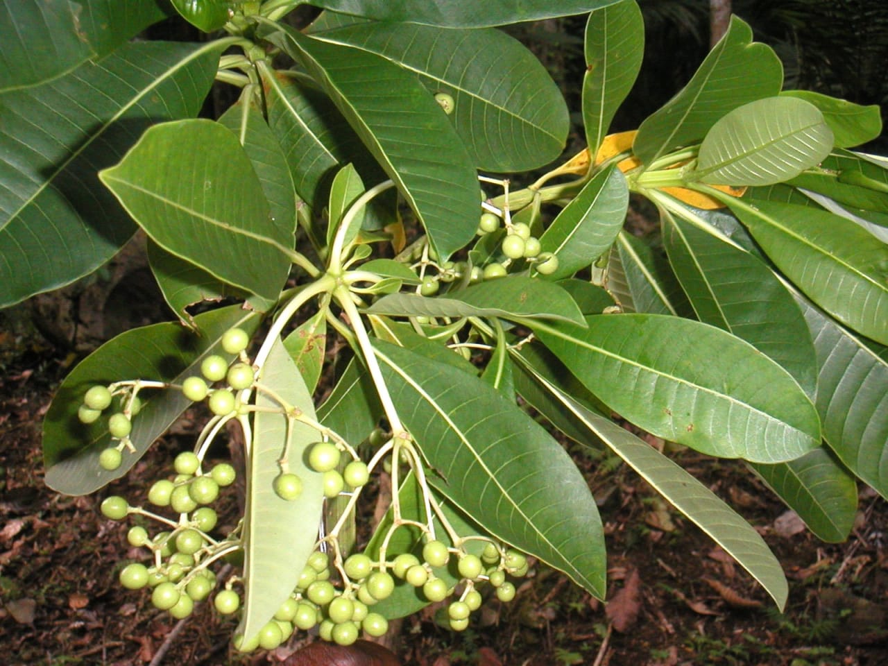 Rauvolfia caffra (Appocynaceae)