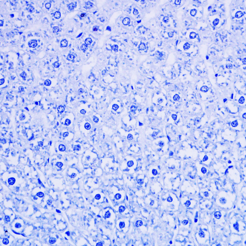 Mayer’s Hematoxylin Stain Solution，For IHC
