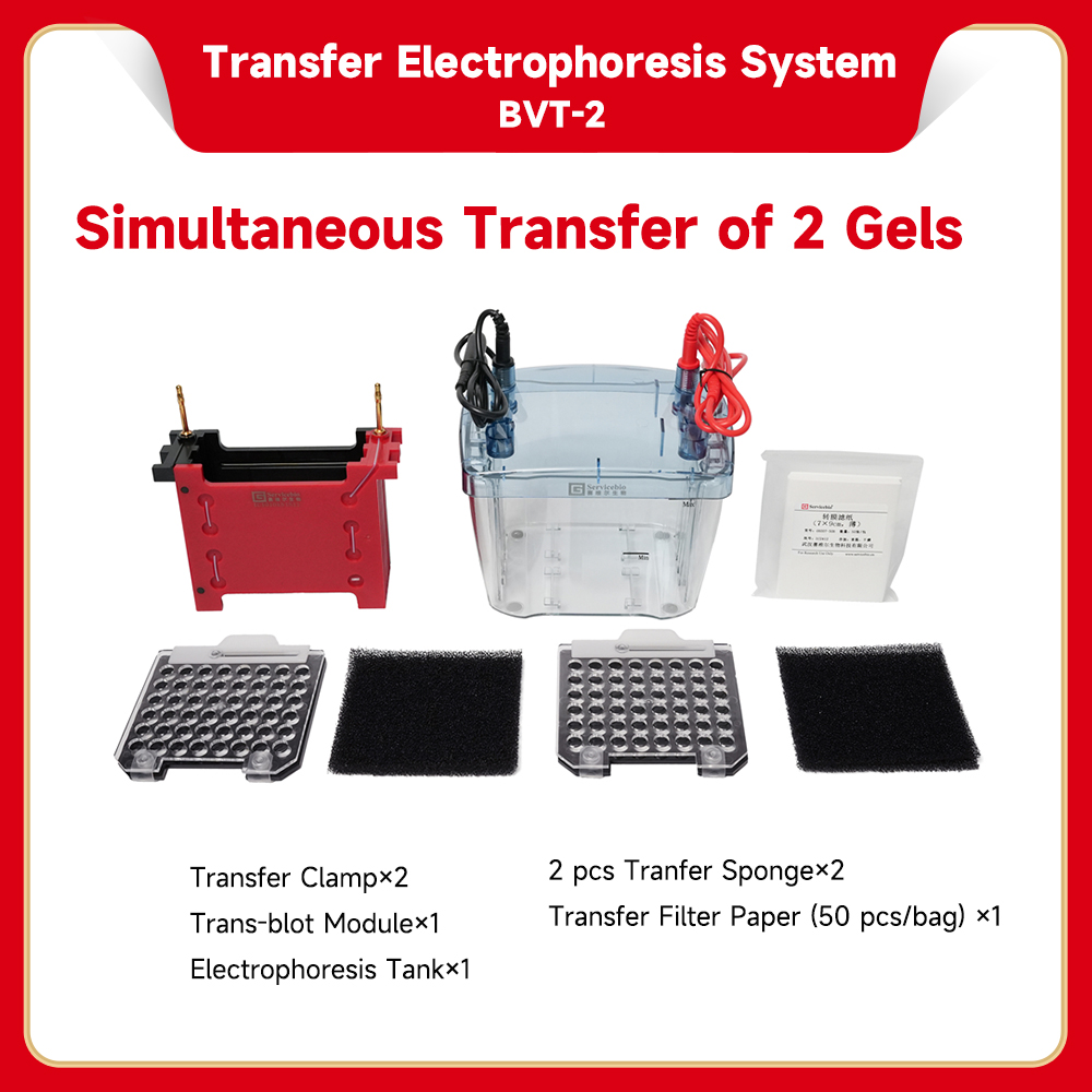 BVT Series Transfer Electrophoresis System