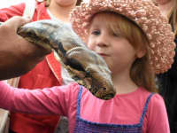 Bucks County Show 