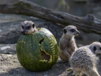 6c Meerkats pumpkin enrichment credit Philip Joyce syyvst
