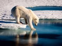 Ellesmere Island Polar Bear Stepping onto Ice