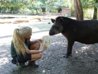 Cotswold Wildlife Park Ice Tapirs with keeper Jenni