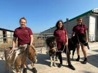 Shetland Ponies mmcngl