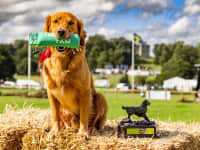 Top golden retriever River Soul Amazing Diego Italy vlslzw