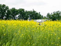 White drone over the field of flowering rape