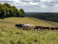 cows on Holies Down National Trust Images Hugh Mothersole d6w7y6