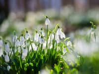 snowdrops f6jdry