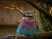 A Lilac breasted roller