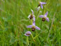 Bee orchid